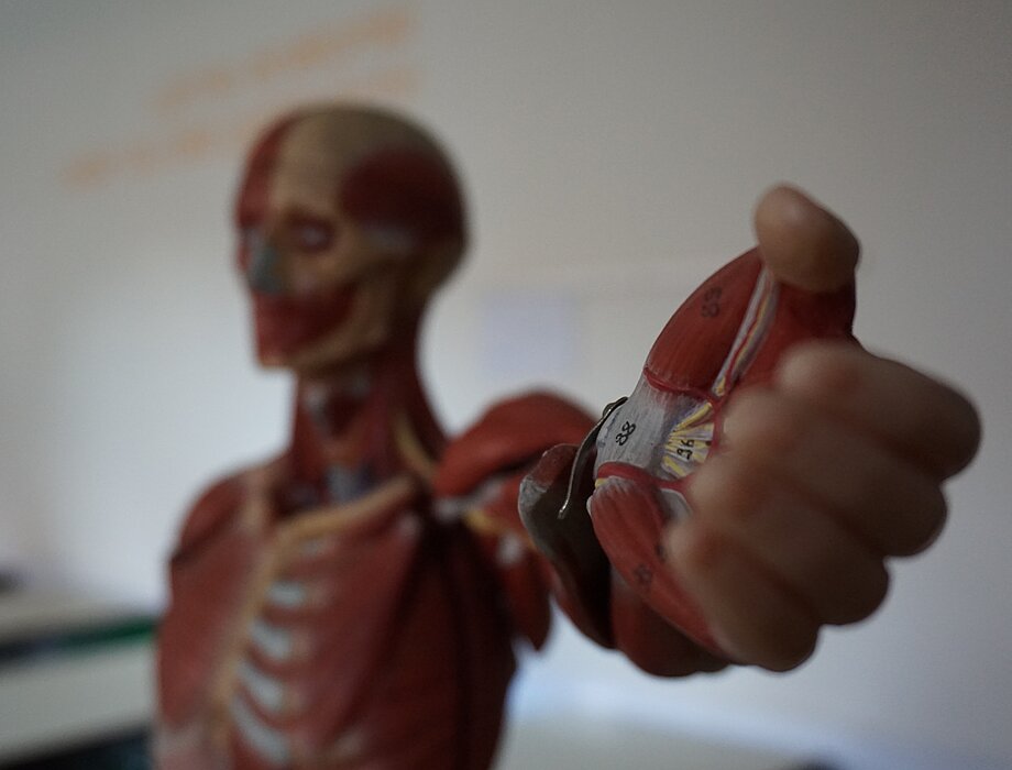 Ein anatomisches Modell des menschlichen Körpers zeigt Muskeln und hält einen abnehmbaren Teil der Armmuskulatur mit markierten Strukturen und Zahlen.